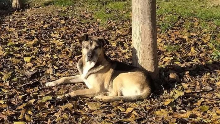 Morto cane spaventato dai botti al canile di Firenze, il cuore ha ceduto