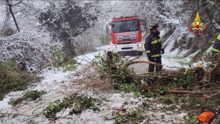 Maltempo, un albero colpisce due auto ad Ancona, passeggeri incolumi
