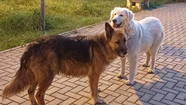 Due cani uccisi a Taranto, Brambilla 'applicare il massimo della pena'