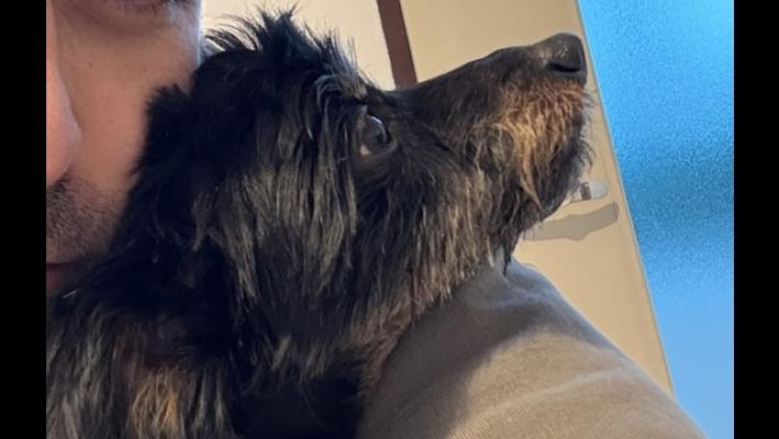 Lancia il cagnolino nel vuoto, morto dopo un volo di 4 metri