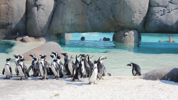 Al bioparco Zoom di Torino controllo delle uova di pinguini africani