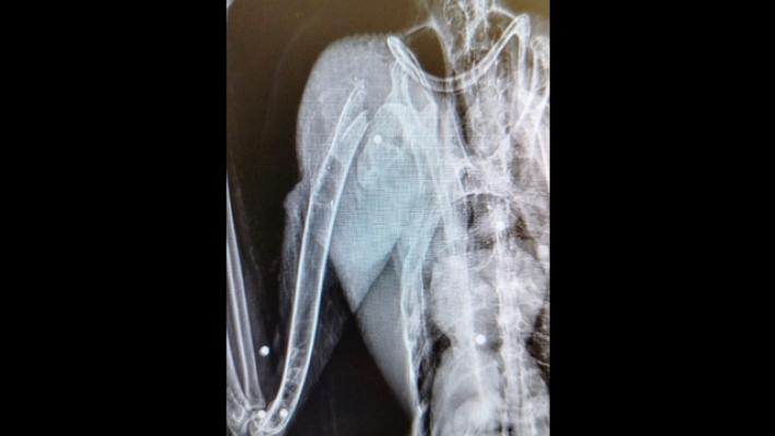 Raro ibis ferito a fucilate nel Pescarese, 'operato con successo'