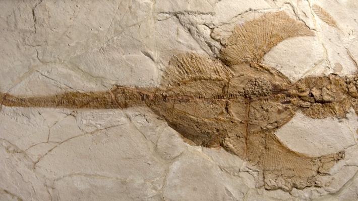 Comunicato Stampa: Fossili di Bolca verso l&rsquo;UNESCO