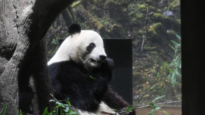Fine di un'era in Giappone, la Cina si riprende gli ultimi due panda
