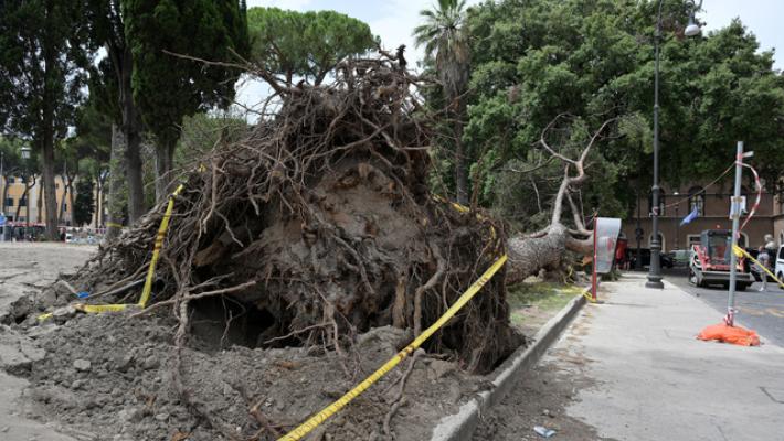 Donna uccisa da albero a Roma, a rischio processo due funzionari Campidoglio