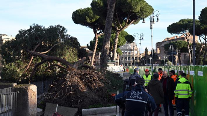 Crollo pini in via dei Fori Imperiali, si rafforza la task force al lavoro
