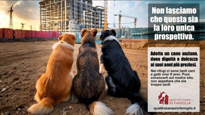 Parte la campagna '&egrave; inverno, adotta un cane anziano'