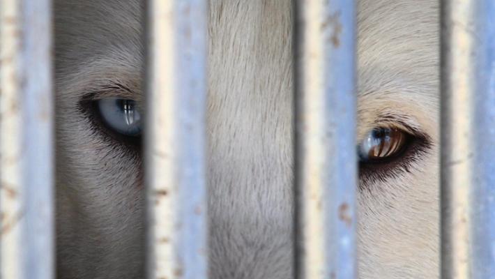 Leal, intervento delle forze dell'ordine per gli Husky di Ponzano Romano