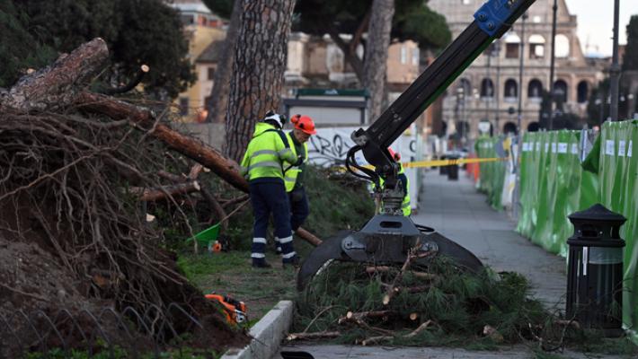 Crollo pini ai Fori Imperiali, agronomi 'scongiurare possibilit&agrave; abbattimenti'