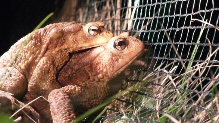 Tornano nel Trevigiano i volontari salva-rospi migranti