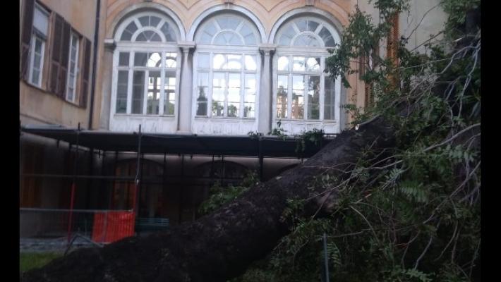 Un albero  si &egrave; abbattuto sui padiglioni dell'ospedale di Genova