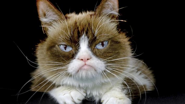 E' morto Grumpy Cat
