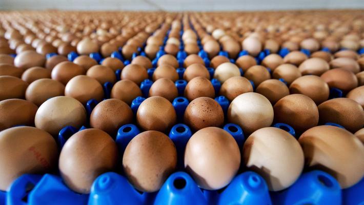 Influenza aviaria fa impennare prezzo delle uova, +22% in Ue