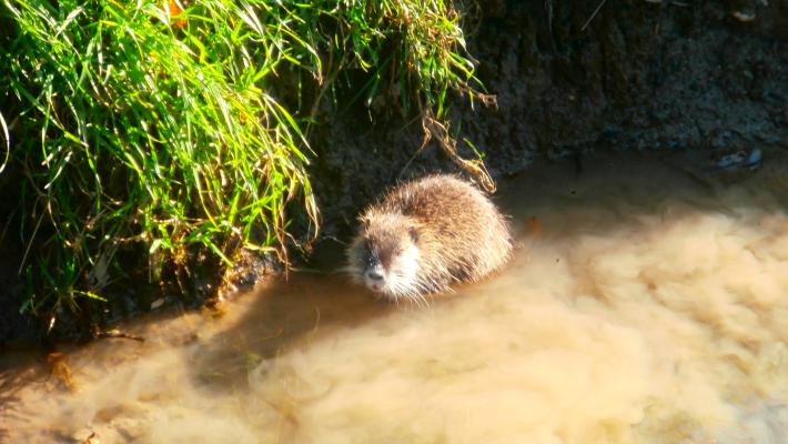 Una nutria curiosa a Panocchia