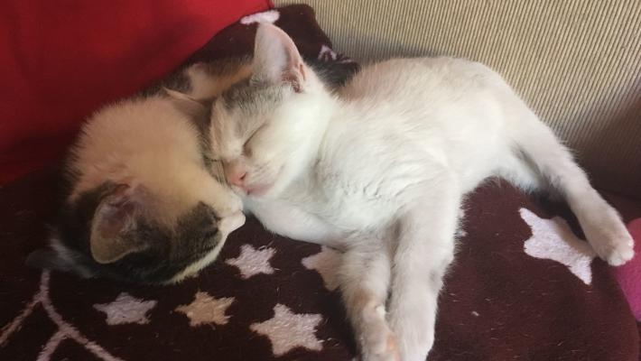 Poldo e Olivia, due dolci gattini