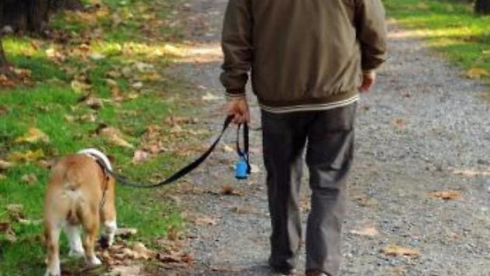 Cane intossicato dalla droga a Zibello: ha ingerito marijuana