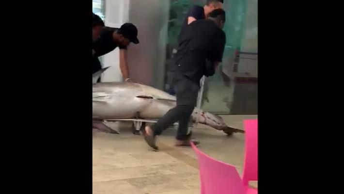 Trascinano tonno dentro ristorante e poi in ascensore, video all'Asl e lo chiude - Video