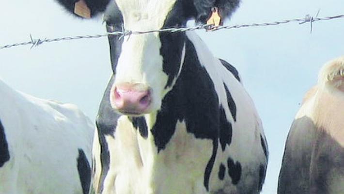 Gabbiola, schiacciata da una mucca: allevatrice in ospedale