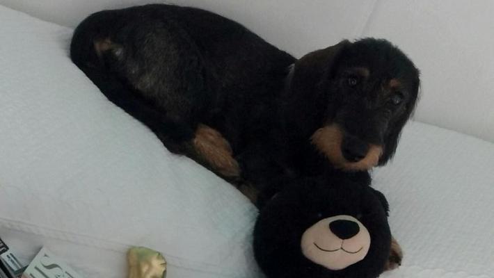 Un altro cane ucciso da un pitbull