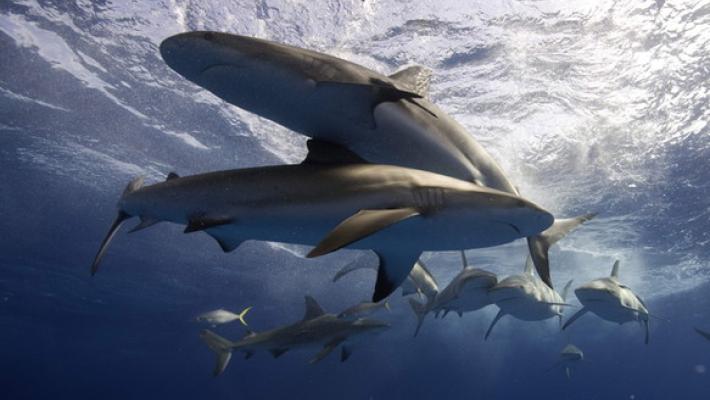 Australia, sedicenne uccisa da uno squalo in un fiume