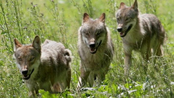 Cane da pastore sbranato dai lupi