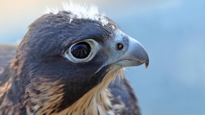 Falco ferito nel Cremonese, un paese si mobilita e lo salva