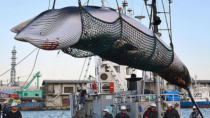 Giappone: al via la caccia alle balene dopo oltre 30 anni
