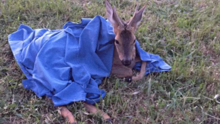 Chi chiami per salvare un animale selvatico?