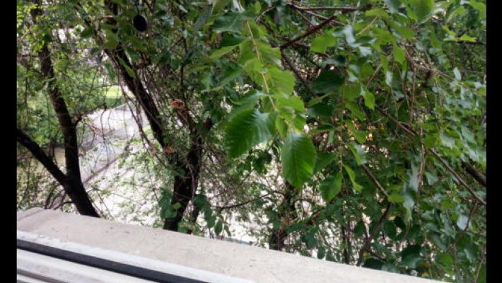 "Prigioniero della pianta"? C'è il difensore civico