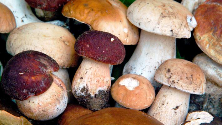 Lite per cercare funghi finisce a bastonate in Valtellina 