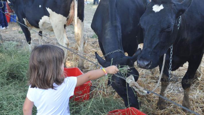 Notte bianca, feste sul prato e... cipolla: la (lunga) agenda di questo sabato