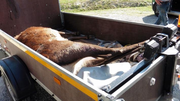 Bracconieri sparano a un cervo e gli tagliano la testa