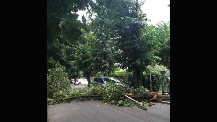 Via Raschi, cade un albero - Foto 