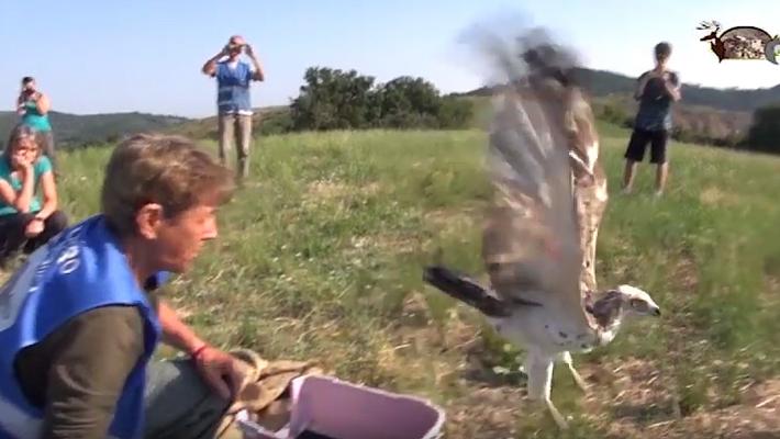 Liberata rarissima aquila dei serpenti, ribattezzata "Parma"