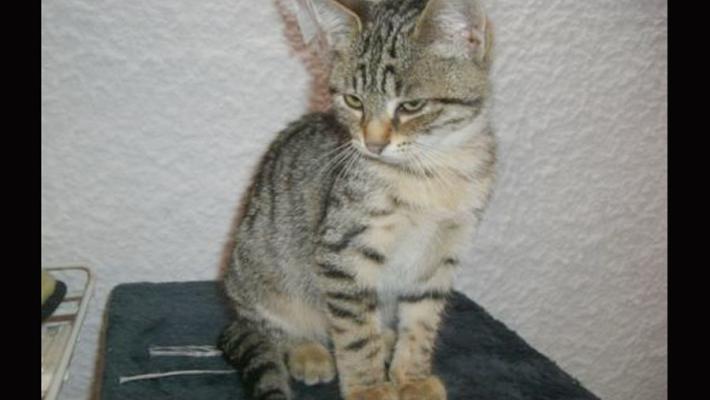 Micina di 3 mesi cerca casa 