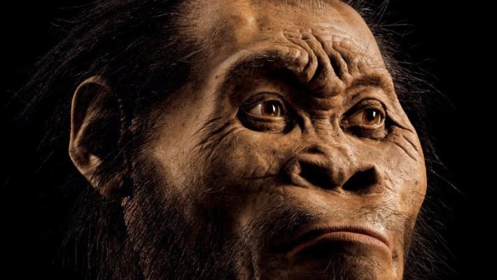 La nuova scoperta che potrebbe riscrivere l'evoluzione 