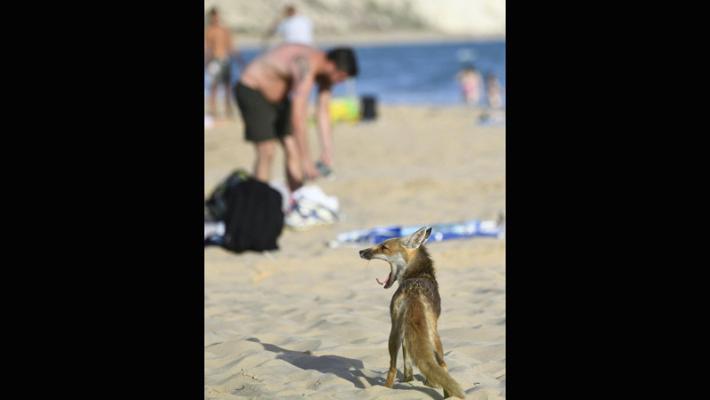 Una volpe in spiaggia alla ricerca di cibo