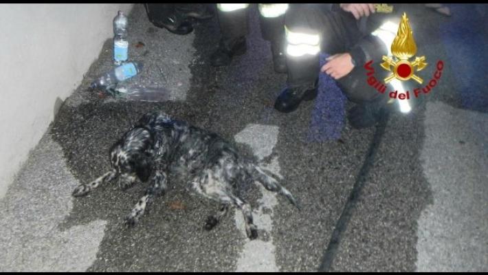 I vigili del fuoco rianimano un cane con l'ossigeno