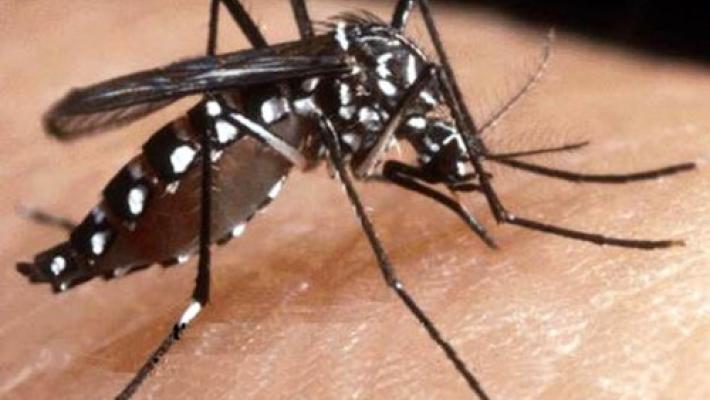 Parma, lotta alla zanzara tigre, anche quest'anno niente trattamenti "adulticidi" se non strettamente necessario