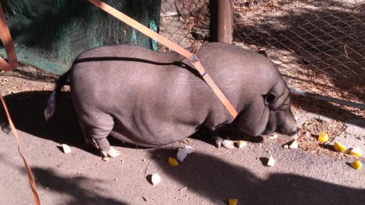 Catturato maiale thailandese a Firenze