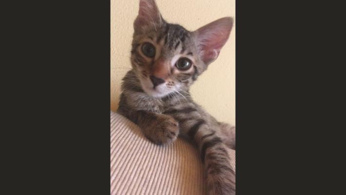 Il piccolo Gilberto cerca casa