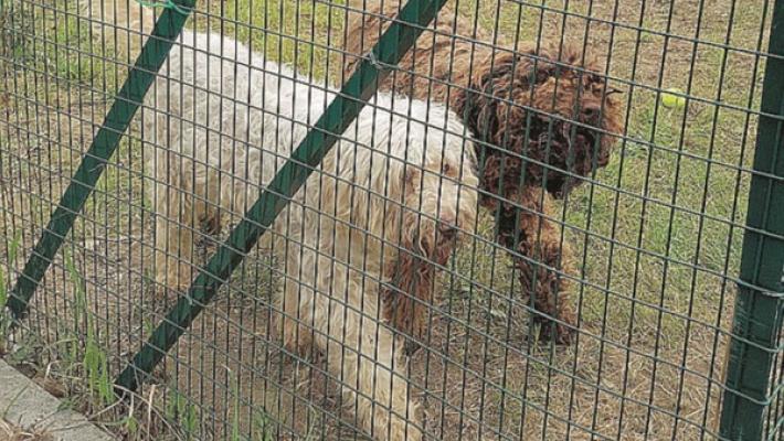 Lascia il 90% dei suoi averi al canile del Comune di Milano 