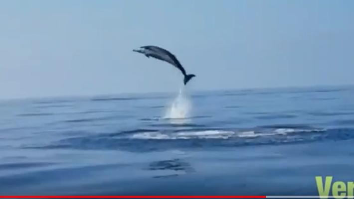 Liberano un delfino impigliato: la mamma salta per ringraziare - Video