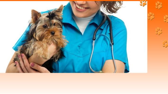 Cagnolino e gatto insieme? Perch&eacute; no