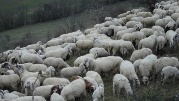 Greggi “importate” nel Parco nazionale dell’Appennino: “Una grave forzatura”. Scattate le prime denunce