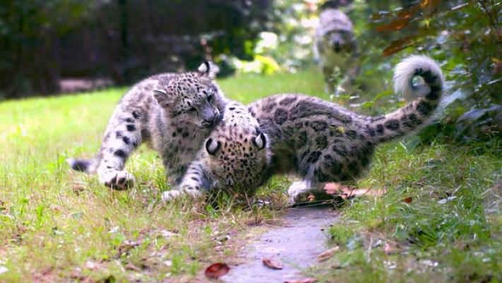 Cuccioli di leopardo delle nevi nati nel Novarese
