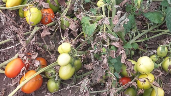 Via Montanara, i ladri di pomodori colti con le mani nel... sacco (grazie a un residente)