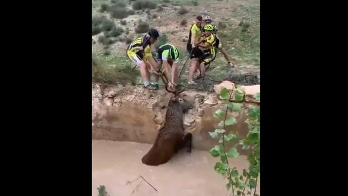 Ciclisti salvano un cervo che sta annegando tirandolo per le corna - Video 