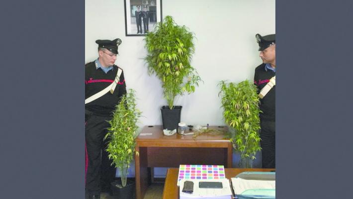 Coltivava marijuana nel giardino di casa, denunciato