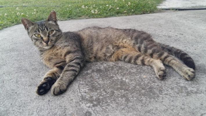 «I nostri gatti? Al sicuro solo in casa»